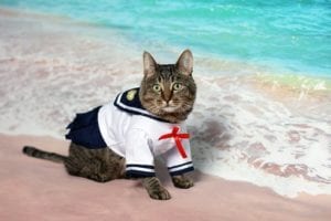 kitty cat dressed as a sailor by the ocean