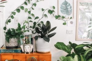 green shubbery in an appartment